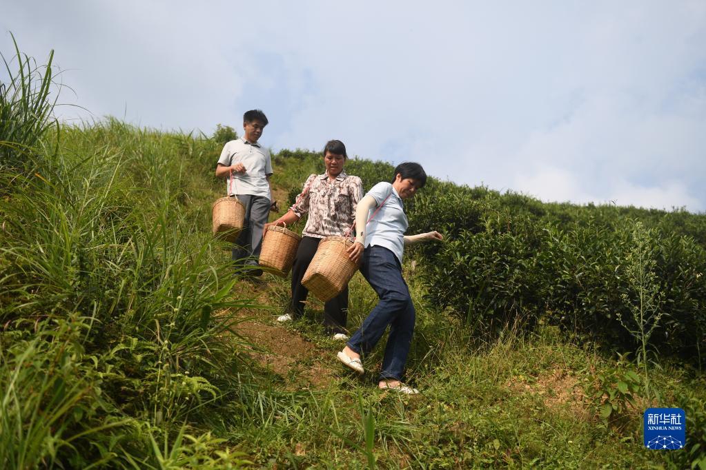 在廣西蒼梧縣六堡鎮(zhèn)山坪村，祝雪蘭（前）和村民采茶后走下茶山（2022年9月22日攝）。新華社記者 陸波岸 攝